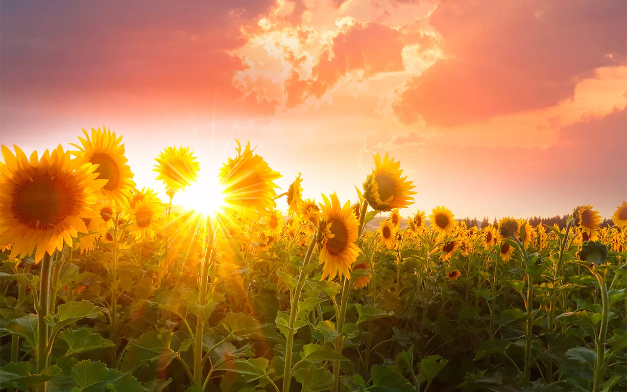 Champ de tournesols au coucher du soleil