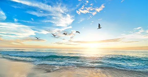 Oiseaux volant au-dessus d'une plage au bord de la mer