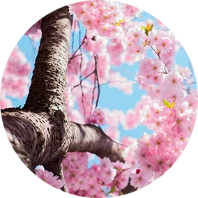 Branches de cerisier en fleurs