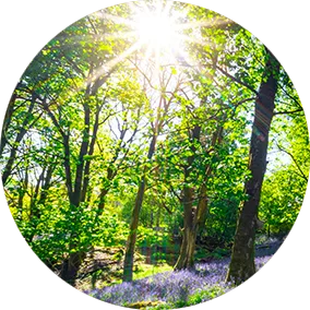Rayons de soleil à travers les arbres d'une forêt