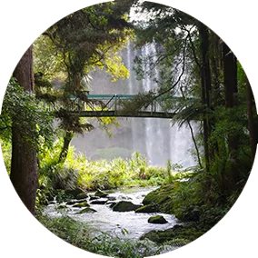 Cascade dans une forêt luxuriante