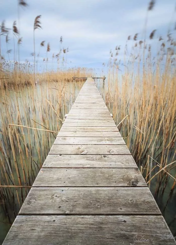 Chemin en bois au milieu des roseaux